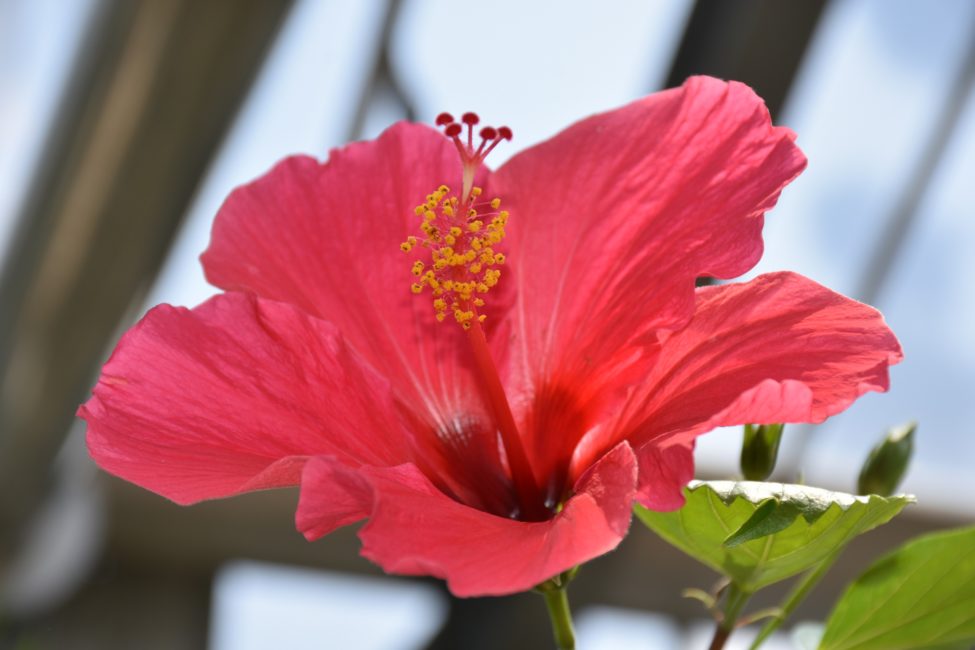 咲くやこの花館 ハイビスカスワールド 2 Blog リゾート会員権の売買と物件情報 株式会社悠久 Yukyu