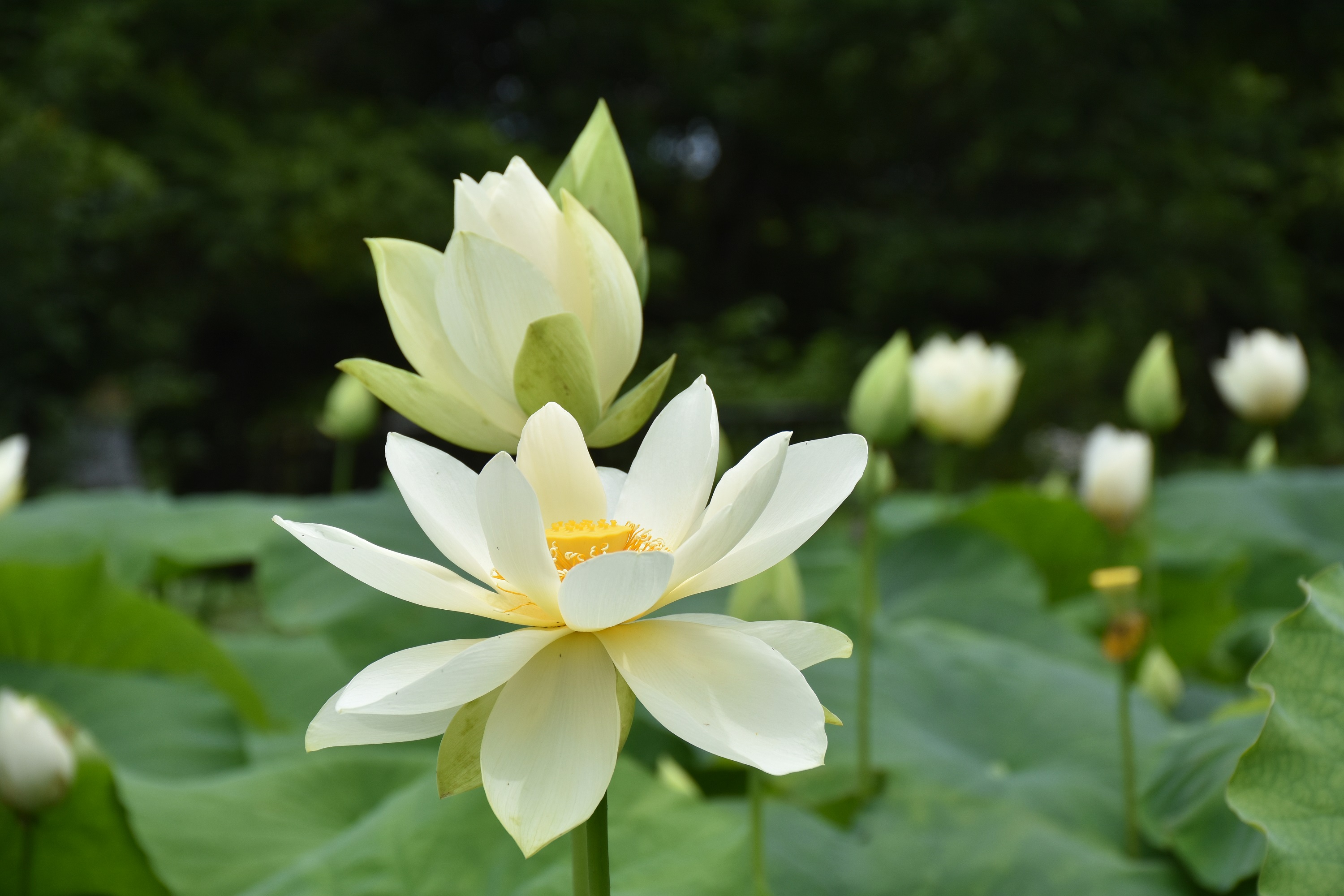 空海花実さま売約済み かんざし〈greenな薔薇のひみつ〉 少なけれ 