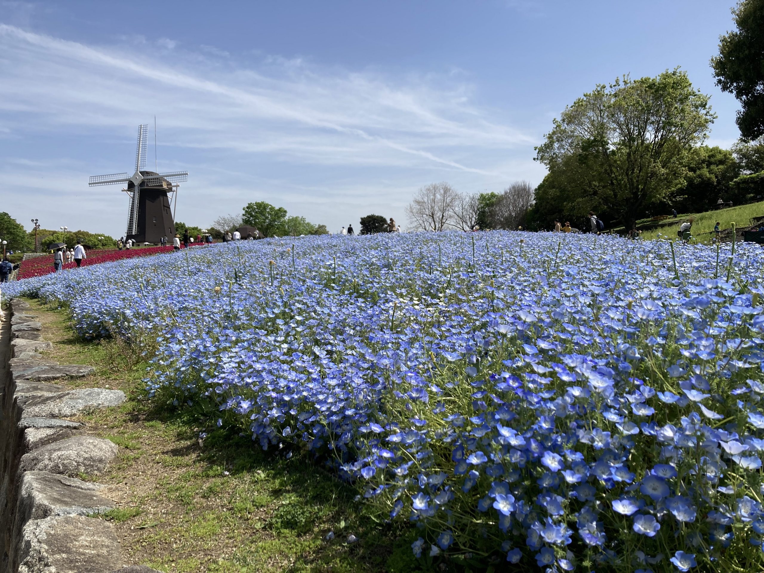 鶴見緑地公園風車の丘のネモフフィラとチューリップ | リゾート会員権